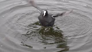 Coot washing [upl. by Sweeney899]