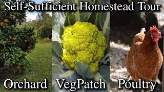 My Self Sufficient Homestead Property Tour from Front to Back [upl. by Irelav185]