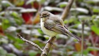 Chiffchaff Singing a Beautiful Song [upl. by Nolrev]