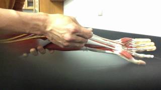 MUSCULAR SYSTEM ANATOMY Anterior forearm model description Somso [upl. by Crescint]