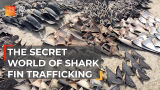 Tracing the illicit trail to shark fin soup  The Take [upl. by Pru]