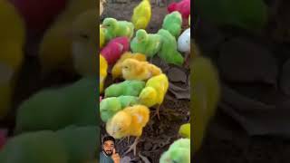 Cute Baby Chicks  Colourful Chicks  World Cutest Chicks  RidoyMarbleRunk2k [upl. by Nochur]