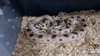 Hognose Breeding Update First Visual Lock Caught on Camera [upl. by Salvadore]