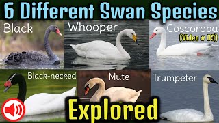 Swan Videos Different Swan breeds [upl. by Scurlock75]