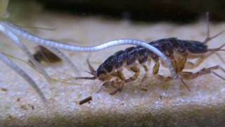 Asellus aquaticus waterlouse [upl. by Aime]