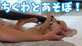 【密着！】甘えん坊な子犬はどうやって遊ぶの？ [upl. by Acinyt]