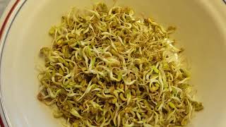 የአብሽ አዘገጃጀት how to prepare fenugreek [upl. by Heise]