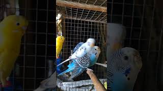 𝐌𝐲 𝐇𝐨𝐦𝐞 𝐁𝐢𝐫𝐝 birds bridlife 𝐯𝐢𝐝𝐞𝐨𝐠𝐫𝐚𝐩𝐡𝐲 amp 𝐞𝐝𝐢𝐭𝐀𝐧𝐢𝐫𝐮𝐝𝐝𝐡𝐚 𝐛𝐚𝐥𝐚𝐛𝐚𝐧𝐭𝐚 [upl. by Wesley]