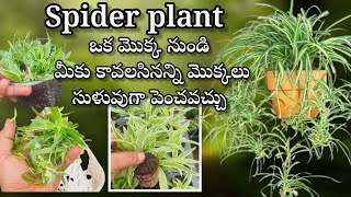 How to propagate spider plant easiest way how to grow spider plant from cuttings in telugu [upl. by Esbenshade765]