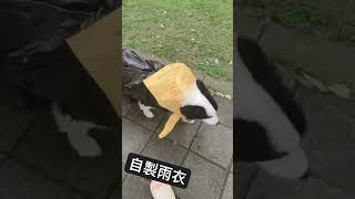 下雨天沒雨衣只能這樣邊境牧羊犬 Hanry1023 [upl. by Ettenor681]