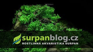 Riccardia chamedryfolia  Štěkovec vykrajovaný  Akvarijní rostliny  SURPANcz [upl. by Asil361]