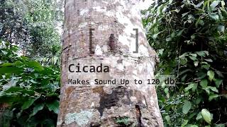 Wayanad Kerala Sound of Cicada insect [upl. by Emilie]