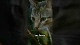 Bowerbird’s Dazzling Display vs Deadly Predators [upl. by Marijn231]