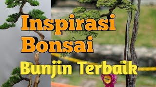 68 Inspirasi Bonsai Gaya Bunjin Gaya Literati [upl. by Ivanna119]