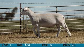 LOT 1 Orrie Cowie 2024 On Property Sale [upl. by Zahavi]