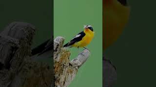 흰눈썹황금새2shorts Yellowrumped Flycatcher [upl. by Stesha]