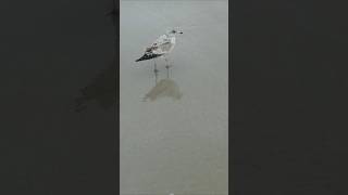 Ring Billed Gull at Hilton Head Island beach nature [upl. by Narad]