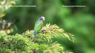 Whitecrowned Parrot Pionus senilis [upl. by Mumford]