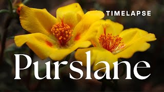 Timelapse Common Purslane Flowers Blooming [upl. by Fenwick]