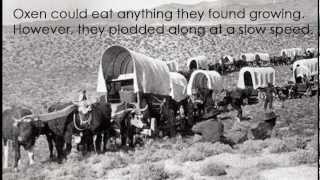 Covered Wagons of the Oregon Trail [upl. by Maitland]