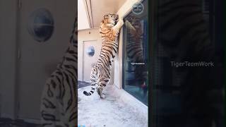 😱EL TIGRE MAS GRANDE DEL MUNDO🐅 Tigre Siberiano shorts animal tigres viral siberia [upl. by Penney782]