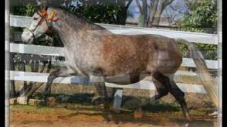 Rancho Andalucia Offers Basia de Bel Terra 2001 Grey PRE ANCCE Revised Mare 3 for 1 pkg [upl. by Halimak]