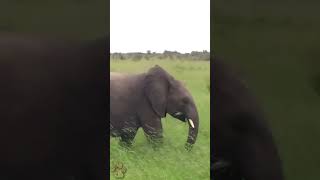 Young Elephant Trumpets Loudly 🐘 wildlife animals elephant wildanimals [upl. by Nnoj]