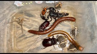 Wonderful Red Palm Weevil Giant Millipedes And Black Beetle Captured Around My Village Discovery [upl. by Treblihp]