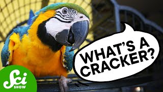 What Do Parrots Think They’re Saying [upl. by Chrystel]