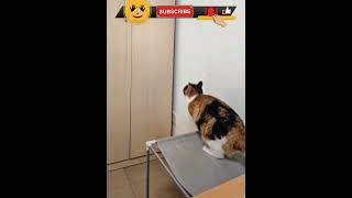 Funny Video sc19  mrhappy023 funny memes funnyvideo cat animals [upl. by Carolyne]