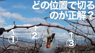 ぶどうの剪定 ハサミを入れるときに重要なこと【初心者向け】 [upl. by Novar]