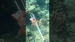 Menpachi fish kauai kauaiisland spearfish pacificisland ocean spearfishing fishing [upl. by Noiek]