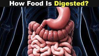 Human Digestive System in Hindi  Narendra Sir IITB 2003 AIR 445 Purdue Univ USA [upl. by Clite]