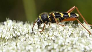 Gemeiner Widderbock Clytus arietis [upl. by Slrahc]