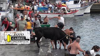 Tourada Porto de São Mateus 21822 Ganadeiro F HF AÇORES [upl. by Nairdna21]