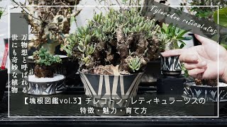 【塊根図鑑vol 3】Tylecodon reticulatus（チレコドン・レティキュラーツス）の特徴・魅力・育て方 [upl. by Kokaras213]