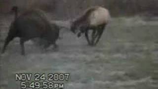 Bull Buffalo fights a Big Elk Bull [upl. by Anirt]