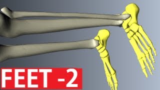 Foot Anatomy  Ankle Anatomy  Anatomy Tutorial Part 2 [upl. by Sukramal]