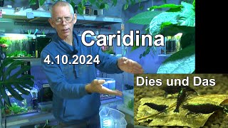 Zwerggarnelen Caridina Dies und Das zum Nachdenken und sehen was die Garnelen so machen [upl. by Fanya]