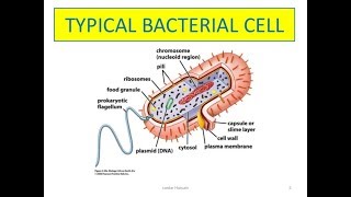 Difference between gram positive and gram negative in hindi  Biology solution [upl. by Yleek]