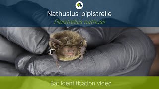 Nathusius’ pipistrelle Pipistrellus nathusii identification training video [upl. by Coltin]