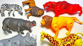 8 Transforming Animals  Lion Tiger Elephant Jaguar Elephant Rhino Bear Zebra Giraffe [upl. by Nonnaehr152]