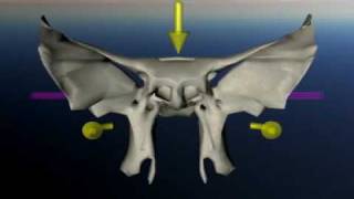 Sphenoid in craniosacral movement [upl. by Selim]