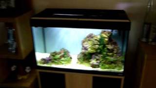 125 litre Planted Marine Aquarium [upl. by Arolf]