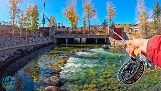 First Time Catching Kokanee Salmon Fly Fishing [upl. by Ahsiek186]