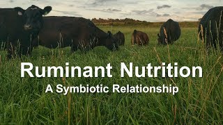 Ruminant Nutrition A Symbiotic Relationship [upl. by Goldy]