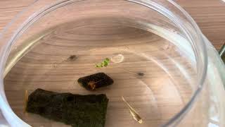 My Tadpole Day 1 [upl. by Basham]