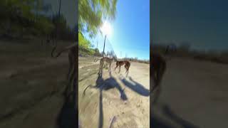 Playing with GREYHOUND Friends in the rescue center  DOG POV [upl. by Atiuqehc]