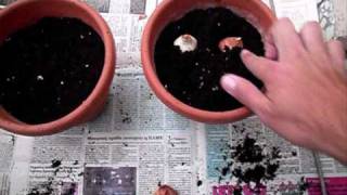 How you can plant tulipas and ranunculus bulbs correctly [upl. by Ylyl540]