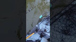 Figure 8 Kayak Muskie Fishing [upl. by Nosrettap]